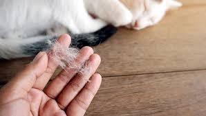 Cat losing hair is a condition called cat alopecia. Different Types Of Pet Hair Loss Part Iii