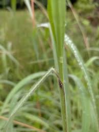 Image result for Andropogon gayanus