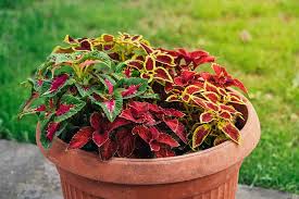 Avoid windy locations because coleus can be prone to breakage. How To Plant And Grow Coleus Gardener S Path