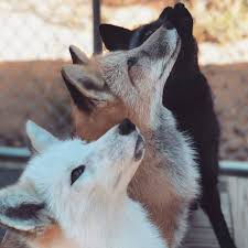 Black And Orange Fox Breed Pin On Fondos De Pantalla Panda