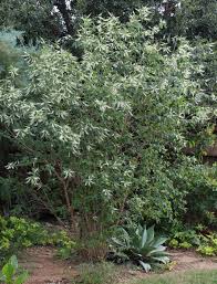 Image result for Aloysia