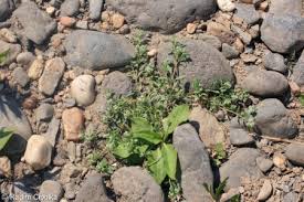 Image result for Corrigiola litoralis