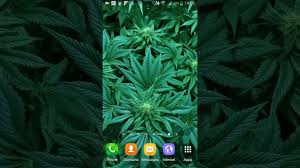 weed live wallpaper you