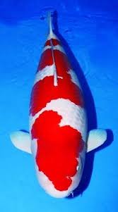 Bisa kaos cowok / cewek / anak. Gu Gunanto2720 Profil Pinterest