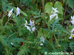 Image result for Solanum sisymbriifolium