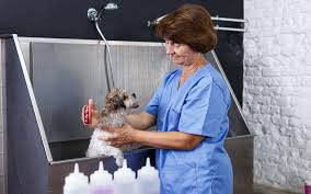 We are passionate animal lovers that offer grooming to pets who prefer. Pet Grooming In Dubai Pet Sitting Mobile Grooming And More