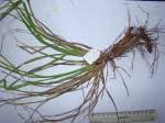 Image result for Carex echinochloe