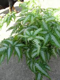 Pin Em Mis Plantas Clasificadas