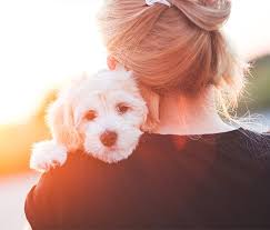 Maybe you would like to learn more about one of these? Pet Burial And Cremation In Denver Caring Pathways