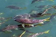 Kelah is a fish from the genus tor. Mahseer Wikipedia