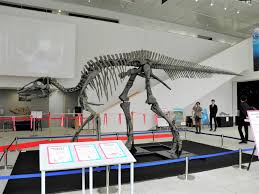 世界初！完全版カムイサウルス～ＮＨＫ札幌放送局で1年間展示：北海道新聞デジタル