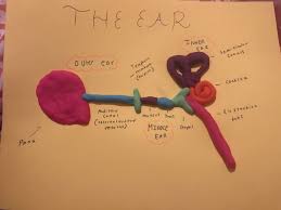 Ear Anatomy Model Ear Anatomy Sound Science Science Projects