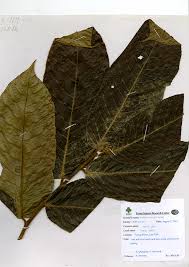 Image result for Antiaris