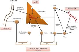 Image result for Hypercholesterolemia