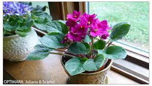 Maybe you would like to learn more about one of these? Plant Care Instructions For African Violets