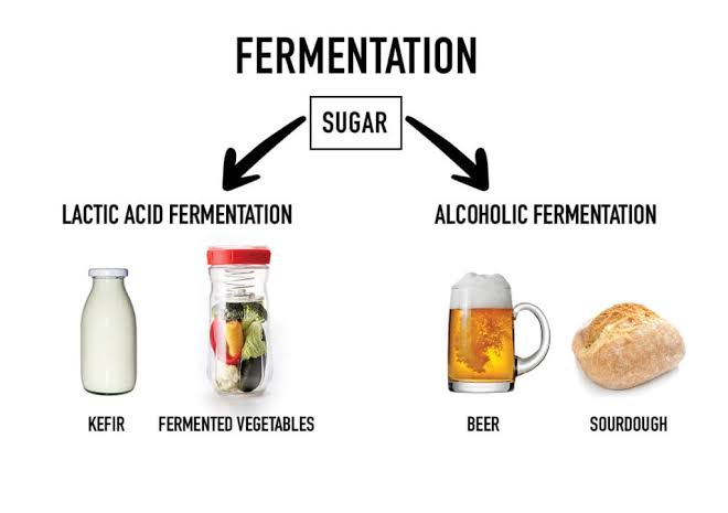fermentation