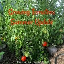 Tomatoes do not like to be cold. Growing Tomatoes In Cold Climate Northern Homestead