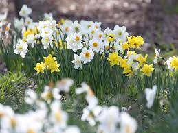 Daffodils Plants Daffodils Spring Flowering Bulbs