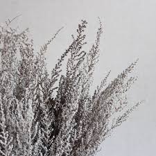 Image result for Stoebe vulgaris