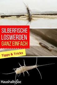 Silberfische Bekampfen Beste Tipps Tricks Silberfische Haushaltsfee Und Hausstaubmilben
