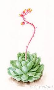 +7.000 vectores, fotos de stock y archivos psd. 220 Ideas De Suculentas Pintura De Cactus Cactus Dibujo Suculentas