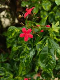 Image result for Crossandra nilotica