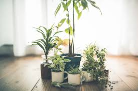 観葉植物が枯れる7つの原因と4つの対策 大阪 京都の観葉植物レンタル Com