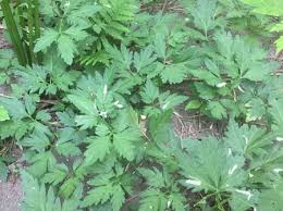 Image result for Cardamine