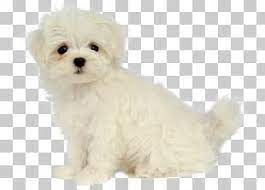 Puppy Png Images Puppy Clipart Free Download Papillon Dog Puppy Clipart Maltese Dogs