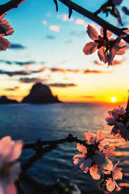 Mandelbluten Sonnenuntergang In Ibiza In 2020 Naturbilder Schone Tapeten Schone Hintergrund Bilder