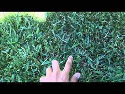 Touch Grass Know Your Meme