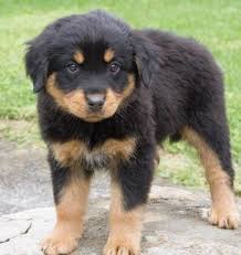 I am very devoted to your family and eager to please you.these cute little puppies mother. 14 Great Pyrenees Mixed Breeds Massive Majestic Mixes