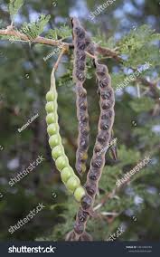 Image result for Acacia nilotica