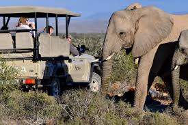 Elefant und st lucia safari. Big 5 Safari Nahe Kapstadt Und Weisse Lowen Im Sanbona Game Reserve