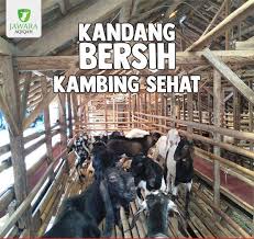 Aqiqah Bekasi Utara Aqiqah Murah Bekasi Penyedia Layanan Aqiqah Mudah Sekali Untuk Di Temukan Ada Banyak Jasa Aqiqah Yang Menyediaka Hewan Kambing Peternakan