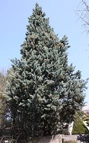Image result for Cupressus arizonica