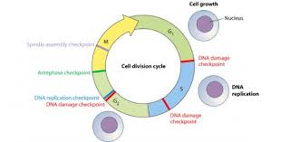 Posted on august 3, 2019 by trivia with leave a comment. Cell Division Biology Trivia Questions Quiz Proprofs Quiz