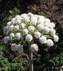 Image result for Glyphaea tomentosa