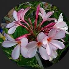Difference Between Dwarf Plumeria Plants And Compact Plumeria Plants