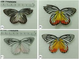 Image result for Englerina woodfordioides