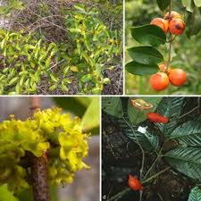 Image result for Salacia erecta