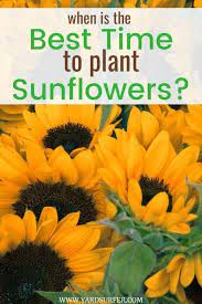 When Is The Best Time To Plant Sunflowers Yard Surfer In 2020 When To Plant Sunflowers Growing Sunflowers Planting Sunflowers