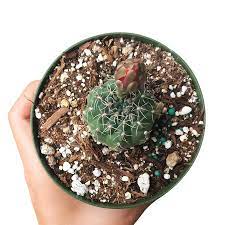 Here are a few basic points of interest to keep in mind before you. Dwarf Chin Cactus Gymnocalycium Baldianum And Succulent Care Guide Succulents Box