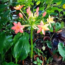 Image result for Scadoxus pole-evansii