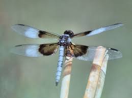 Black And Blue Widow Skimmer Dragonfly Male Widow Skimmer Dragonfly Dragonfly Beautiful Bugs Damselfly