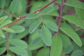 Image result for Indigofera astragalina