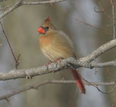 Backyard Birds Of Northern Illinois Female Cardinal Bird Female Northern Cardinal Cardinalis Cardinalis Ohio Birds Birds Bird Photo
