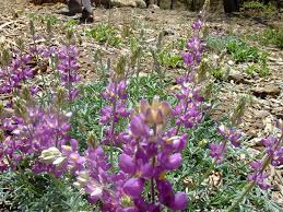 Image result for Lupinus mexicanus