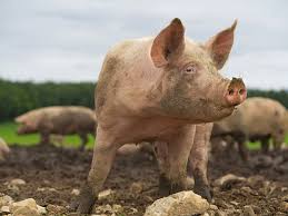 Перевод слова pig, американское и британское произношение, транскрипция, словосочетания, однокоренные слова, примеры использования. When It Comes To Innovation Think Pig The Economic Times