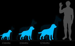 Shar Pei Growth Chart Shar Pei